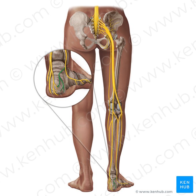 Lateral calcaneal branches of sural nerve (Rami calcanei laterales nervi suralis); Image: Irina Münstermann