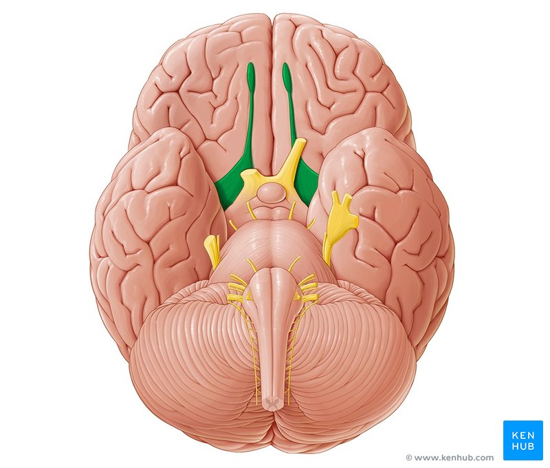 Olfactory nerve - caudal view