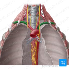 Artéria subclávia (Arteria subclavia); Imagem: Yousun Koh