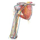 Major arteries, veins and nerves of the body