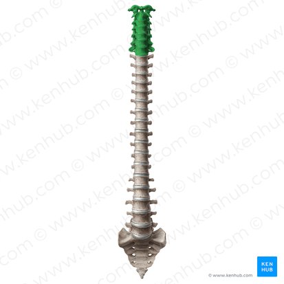 Vertèbres cervicales (Vertebrae cervicales); Image : Paul Kim
