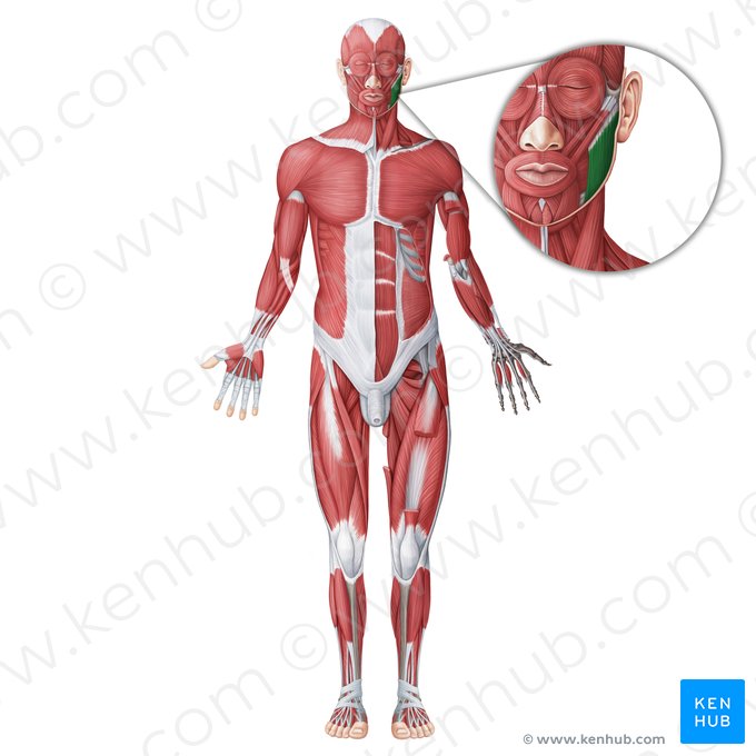 Muscle masséter (Musculus masseter); Image : Irina Münstermann