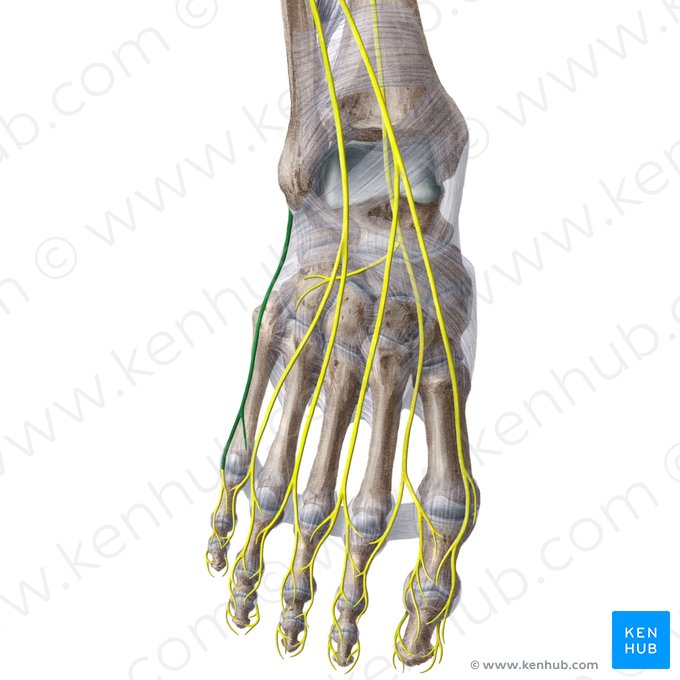 Nervo cutâneo dorsal lateral do pé (Nervus cutaneus dorsalis lateralis pedis); Imagem: Liene Znotina