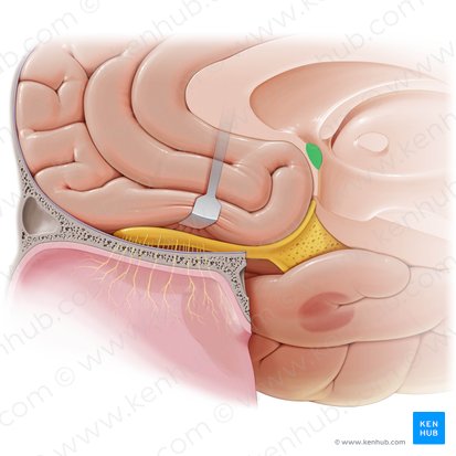 Anterior commissure (Commissura anterior); Image: Paul Kim
