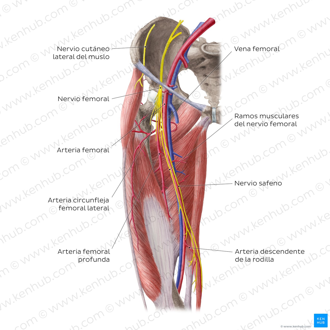 Vista anterior de las arterias y nervios de la cadera y el muslo
