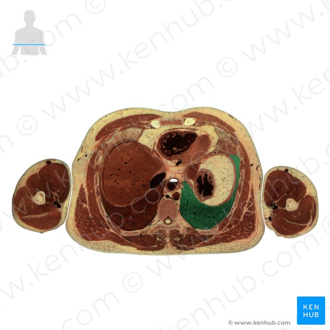 Lobo inferior do pulmão esquerdo (Lobus inferior pulmonis sinistri); Imagem: National Library of Medicine