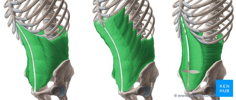 Músculos oblíquo interno, oblíquo externo e transverso do abdômen (da esquerda para a direita)