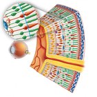 Sensory receptors