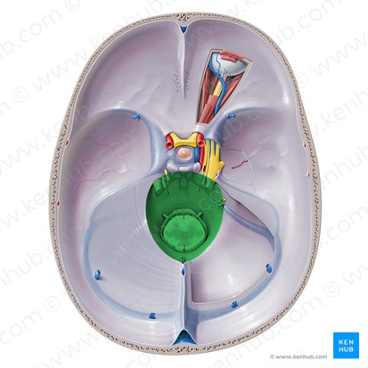 Tentorial notch (Incisura tentorii); Image: Paul Kim