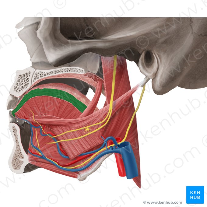 Músculo longitudinal superior da língua (Musculus longitudinalis superior linguae); Imagem: Begoña Rodriguez