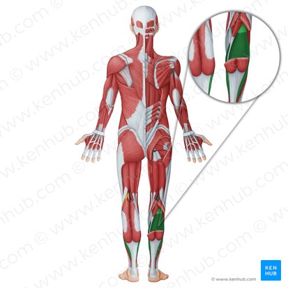 Soleus muscle (Musculus soleus); Image: Irina Münstermann