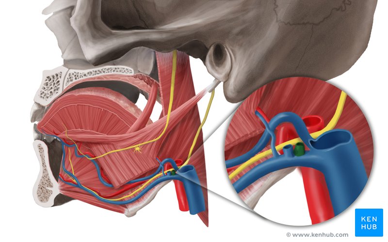 Retromandibular vein (vena retromandibularis)