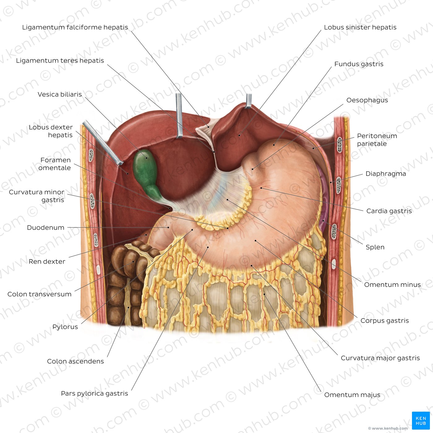 Stomach in situ