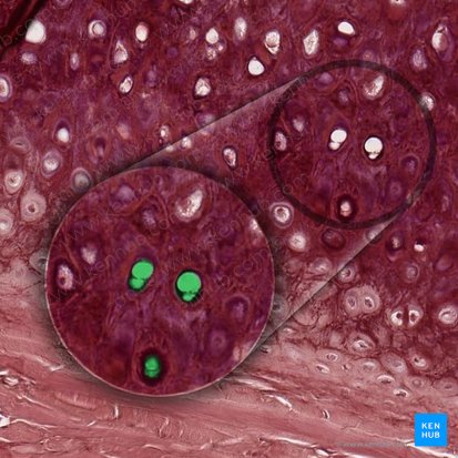 Cartilage lacuna (Lacuna cartilaginea); Image: 