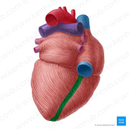Surco interventricular inferior (Sulcus interventricularis inferior); Imagen: Yousun Koh