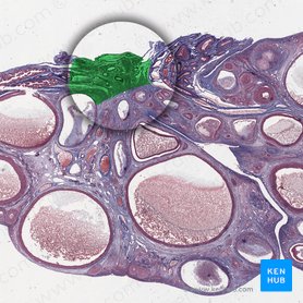 Hilum of ovary (Hilum ovarii); Image: 