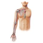 Main arteries of the upper limb