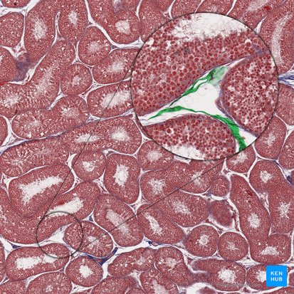 Intertubular connective tissue (Textus connectivus intertubularis); Image: 