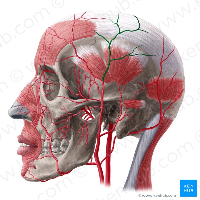 Parietal branch of superficial temporal artery (Ramus parietalis arteriae temporalis superficialis); Image: Yousun Koh