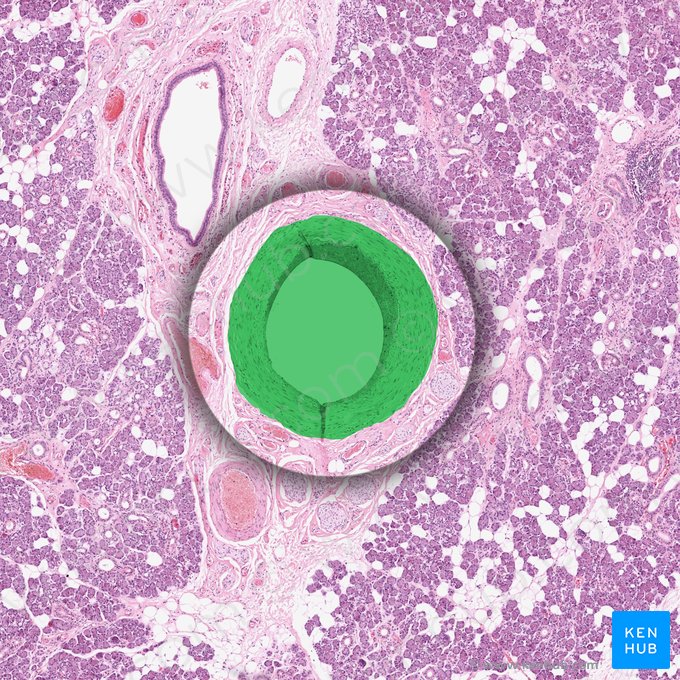 Arteria intraglandularis (Intraglanduläre Arterie); Bild: 