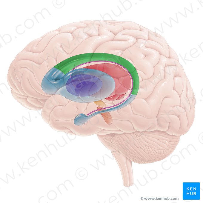 Body of caudate nucleus (Corpus nuclei caudati); Image: Paul Kim