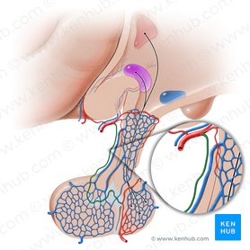 Descending branch of superior hypophyseal artery (Ramus descendens arteriae hypophysialis superioris); Image: Paul Kim
