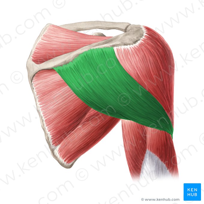 Porción espinal del músculo deltoides (Pars spinalis scapularis musculi deltoideus); Imagen: Yousun Koh