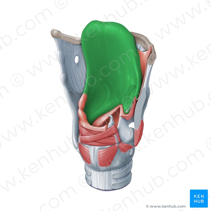 Epiglottis (Kehldeckel); Bild: Paul Kim