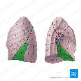 Anteromedial basal segment of left lung (Segmentum basale anteromediale pulmonis sinistri); Image: Paul Kim