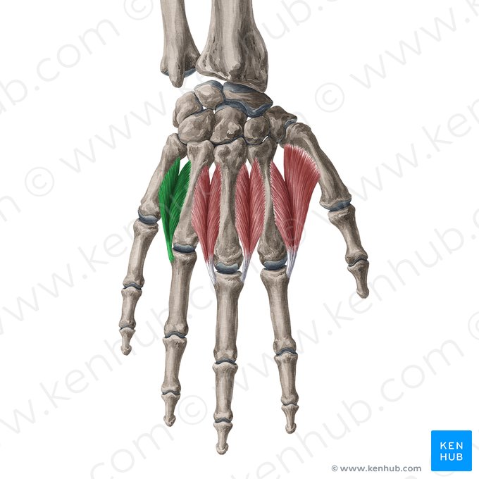 4.º músculo interósseo dorsal da mão (Musculus interosseus dorsalis 4 manus); Imagem: Yousun Koh