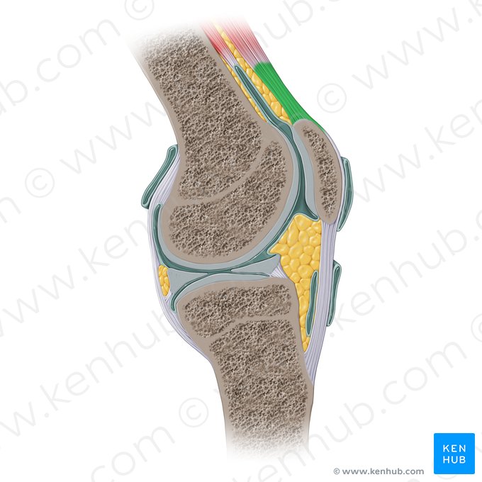 Tendon of quadriceps femoris muscle (Tendo musculi quadricipitis femoris); Image: Paul Kim