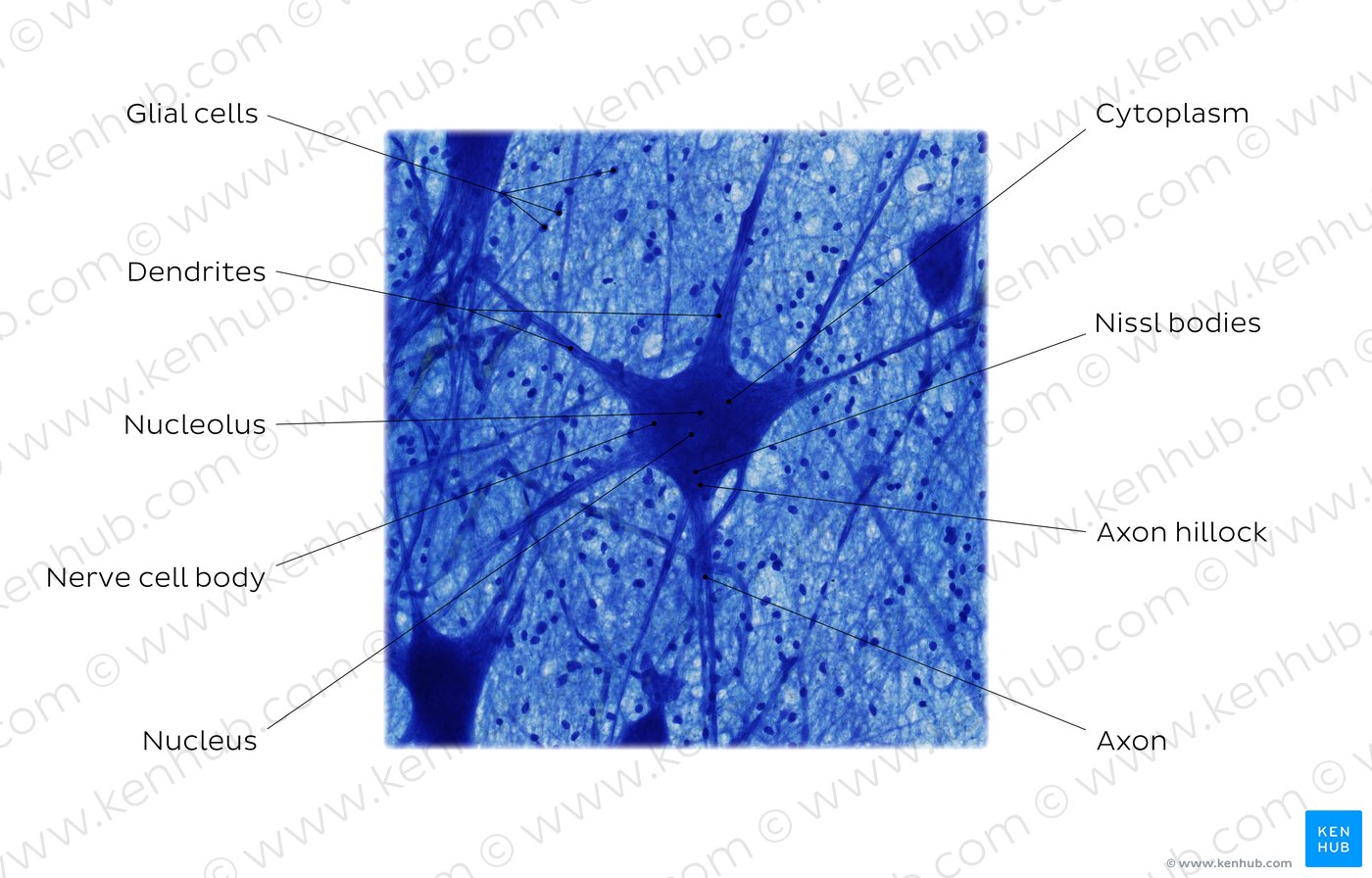 Multipolar neuron. Stain: Luxol-fast blue. High magnification.