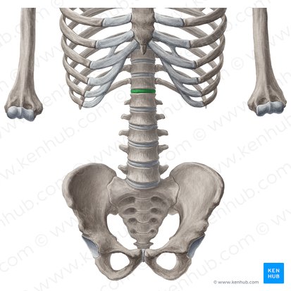 Disci intervertebrales T12-L1 (Bandscheiben der Wirbel Th12-L1); Bild: Yousun Koh