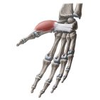 Abductor pollicis brevis muscle