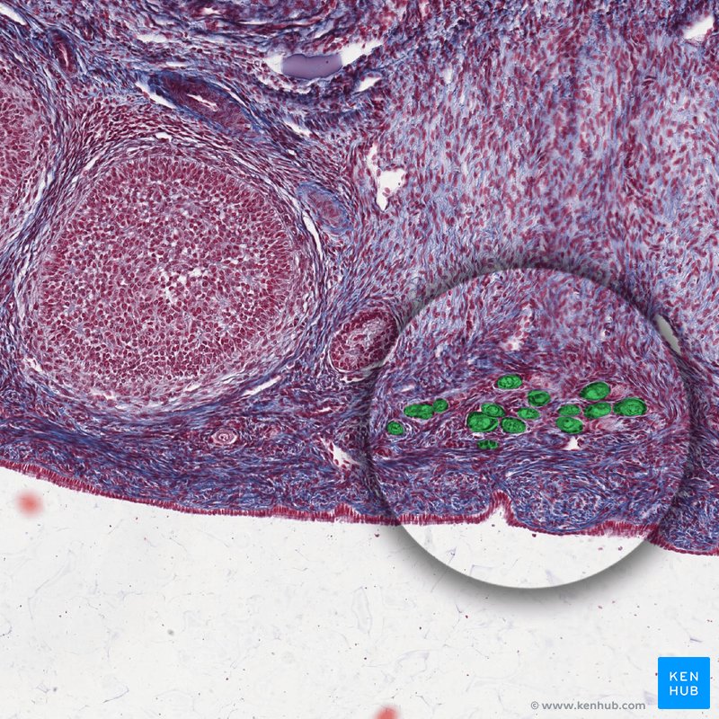 Primordial follicles - histological slide