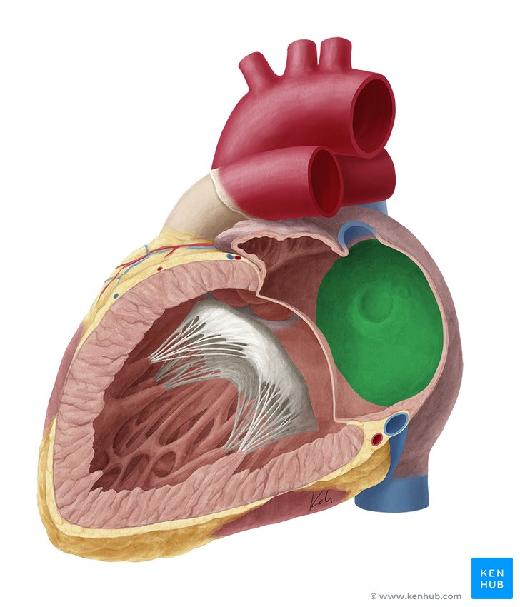 Interatrial septum - lateral-right view