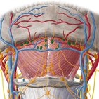 Lymph nodes of the head, neck and arm