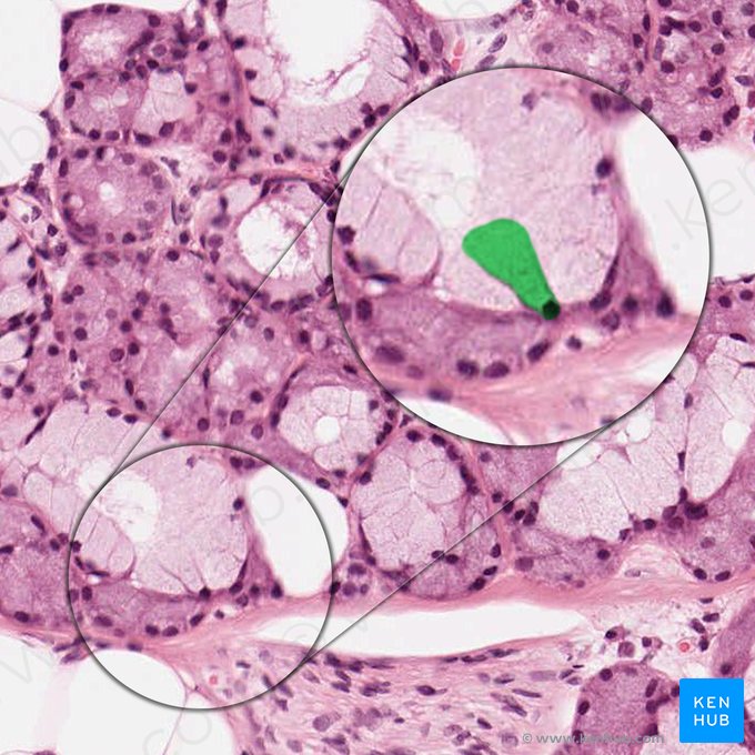 Célula acinar mucosa (Mucocytus); Imagem: 