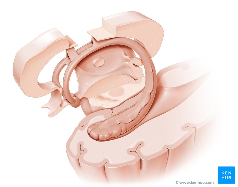 Fornix of the brain anatomy