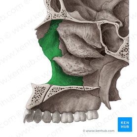 Facies nasalis maxillae (Nasenfläche des Oberkieferknochens); Bild: Yousun Koh