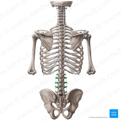 Transverse process of vertebrae L1-L4 (Processus transversi vertebrarum L1-L4); Image: Yousun Koh