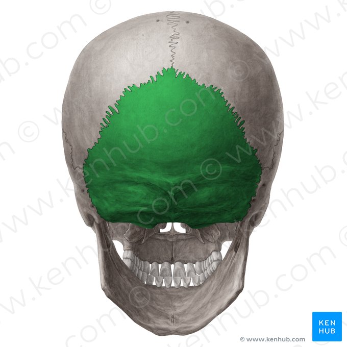 Occipital bone (Os occipitale); Image: Yousun Koh