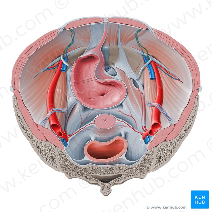Artéria epigástrica inferior (Arteria epigastrica inferior); Imagem: Paul Kim