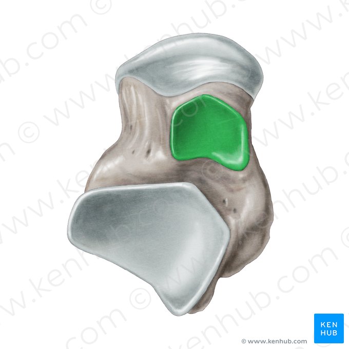 Surface articulaire calcanéenne moyenne du talus (Facies articularis calcanea media ossis tali); Image : Samantha Zimmerman