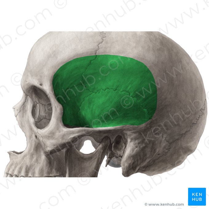 Temporal fossa (Fossa temporalis); Image: Yousun Koh