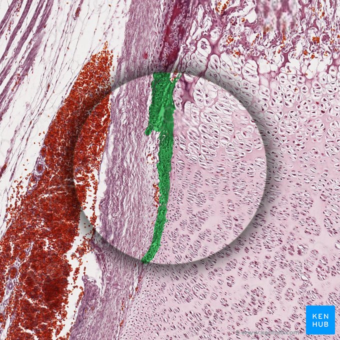 Fibrocartilage; Image : 