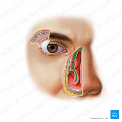 Concha nasal inferior (Concha nasalis inferior); Imagem: Paul Kim