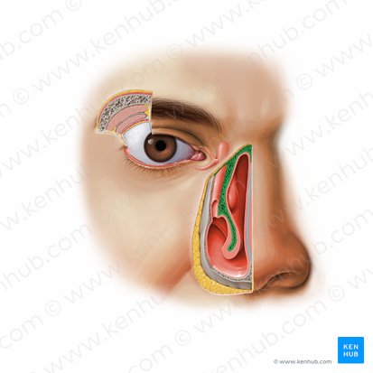 Cornete nasal inferior (Concha nasalis inferior); Imagen: Paul Kim