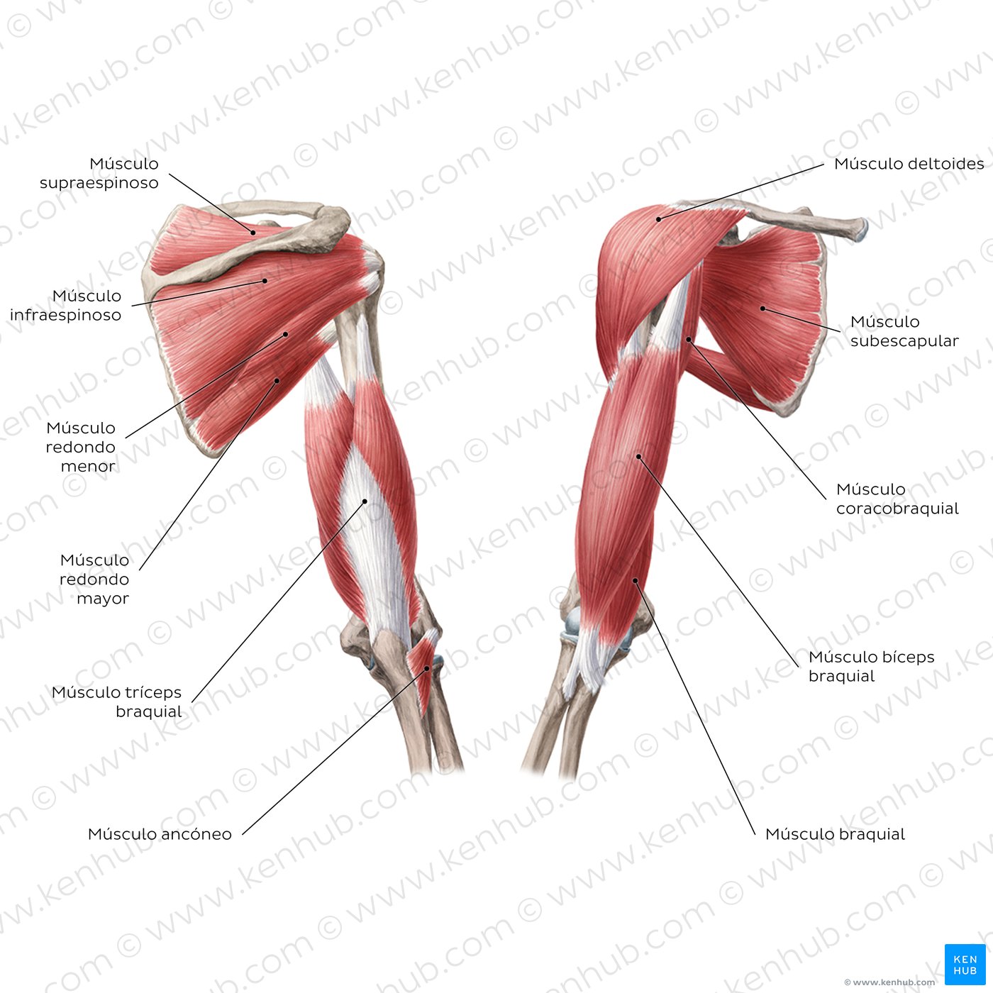 Músculos del brazo y hombro