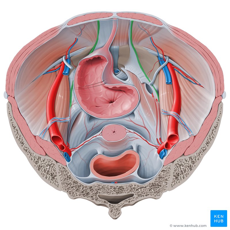 Ligamento umbilical medial - vista superior